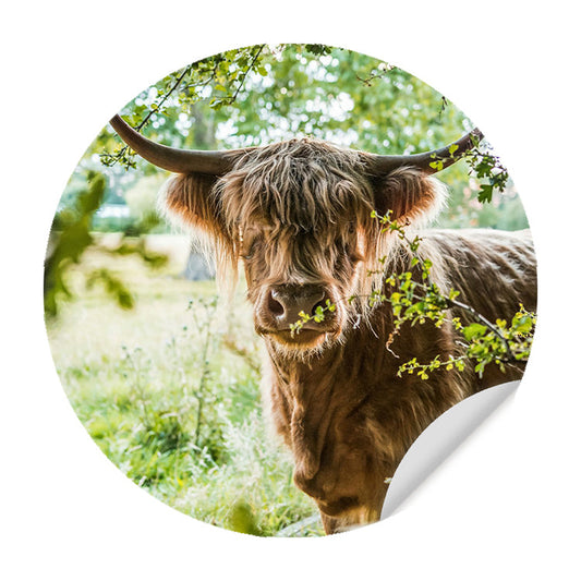 Muursticker - Vredige Hooglander