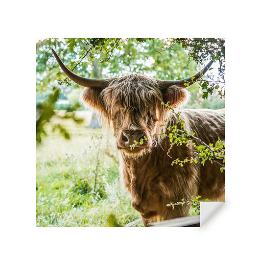 Muursticker - Vredige Hooglander