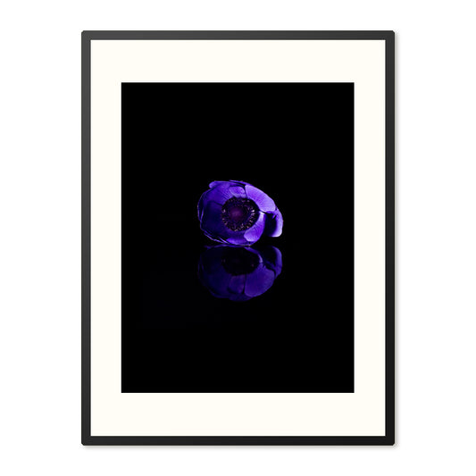 Poster in Lijst Anemone Coronaria