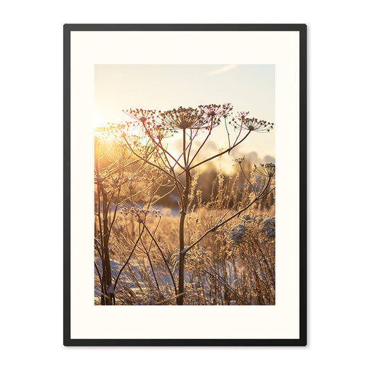 Poster in Lijst Droogplanten in Winterzon