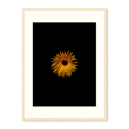 Poster in Lijst Immortelle Strobloem