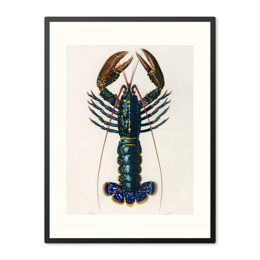 Poster in Lijst Lobster