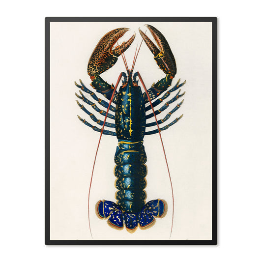 Poster in Lijst Lobster