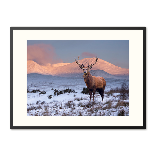 Poster in Lijst Hert in Winterlandschap