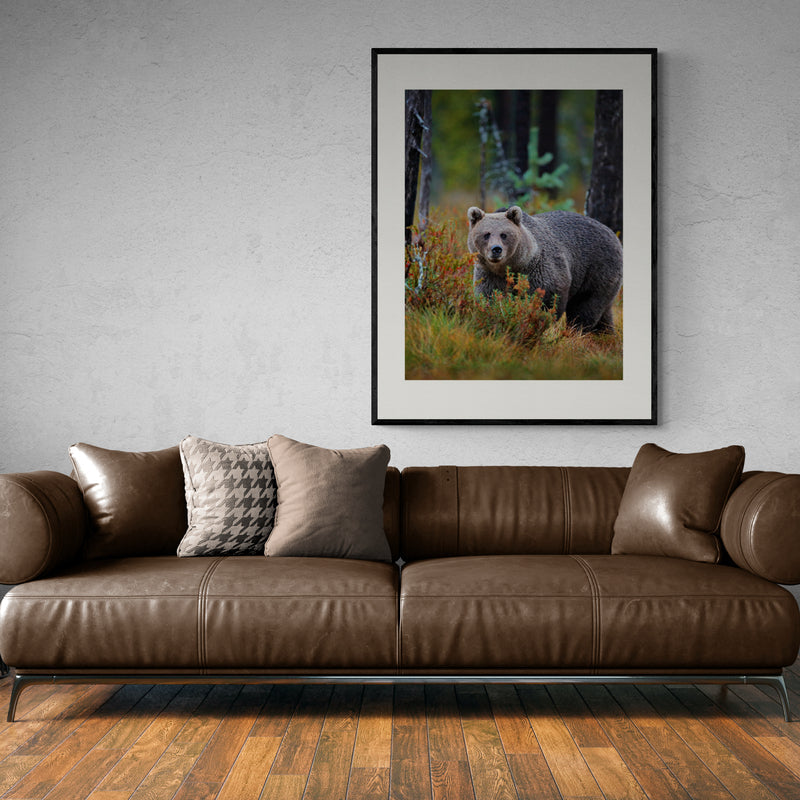 Poster in Lijst Bruine Beer in Herfstbos