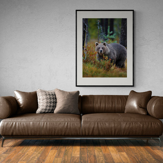 Poster in Lijst Bruine Beer in Herfstbos