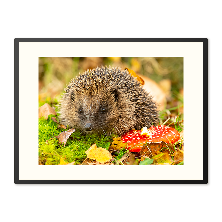 Poster in Lijst Egel in Herfstlandschap