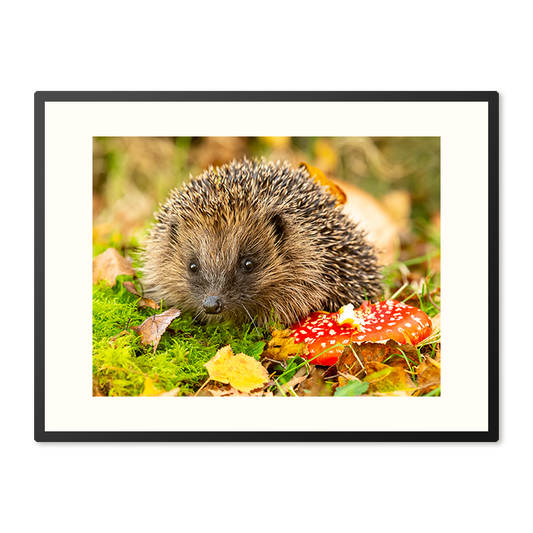 Poster in Lijst Egel in Herfstlandschap