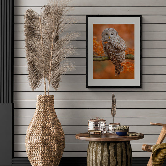Poster in Lijst Mystieke Uil