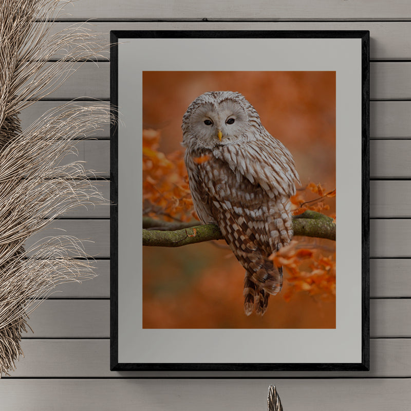 Poster in Lijst Mystieke Uil