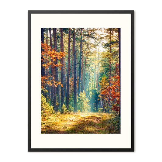Poster in Lijst Herfstbos bij Ochtendgloren