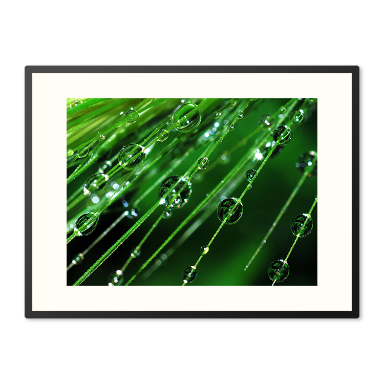 Poster in Lijst Regendruppels op een plant