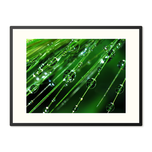 Poster in Lijst Regendruppels op een plant