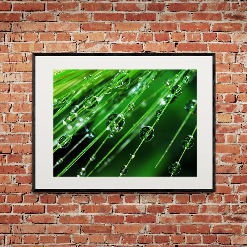 Poster in Lijst Regendruppels op een plant