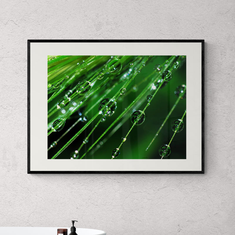 Poster in Lijst Regendruppels op een plant