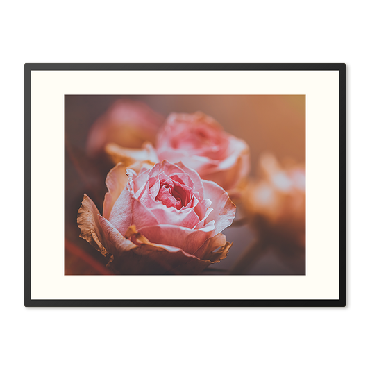 Poster in Lijst Roze Rozen