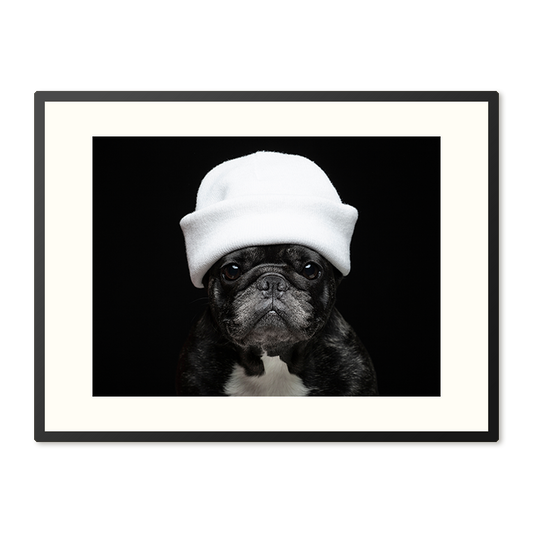 Poster in Lijst Elegante Bulldog