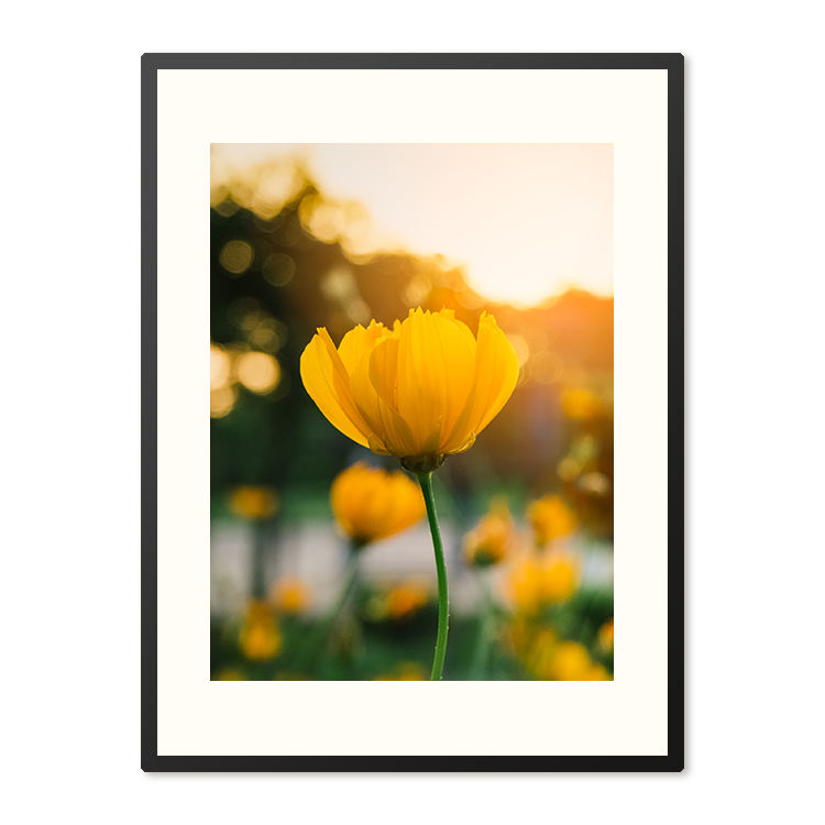 Poster in Lijst Veld van Bloeiende Gele Bloemen
