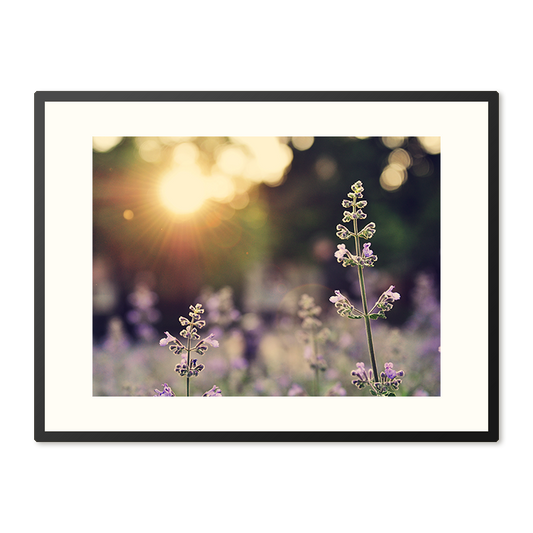 Poster in Lijst Veld van Lavendelbloemen