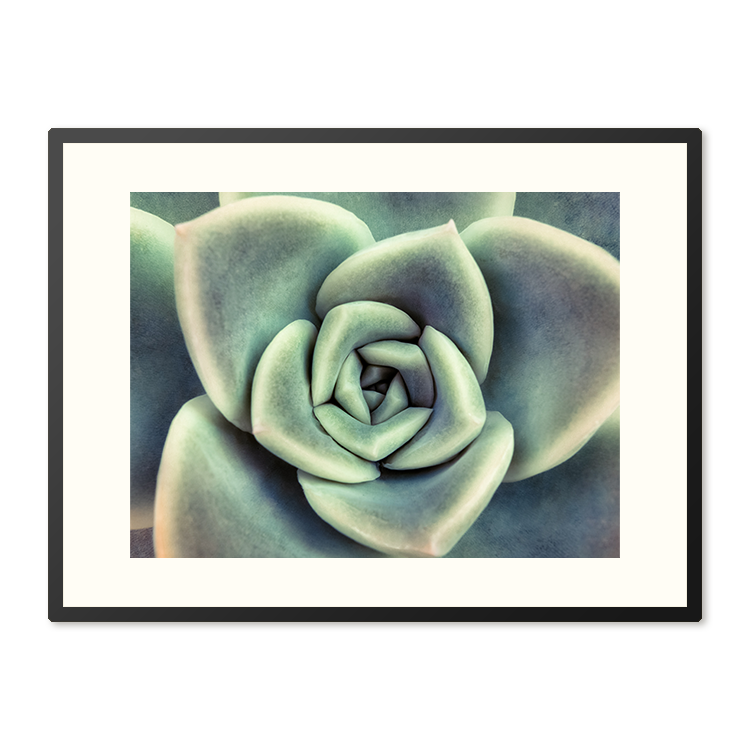 Poster in Lijst Vetplant van Boven