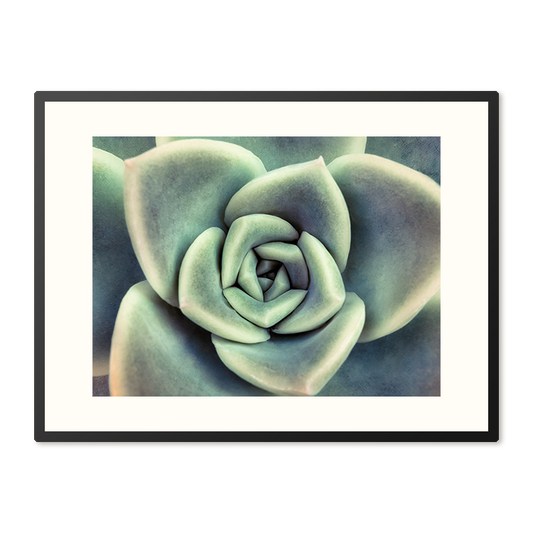 Poster in Lijst Vetplant van Boven