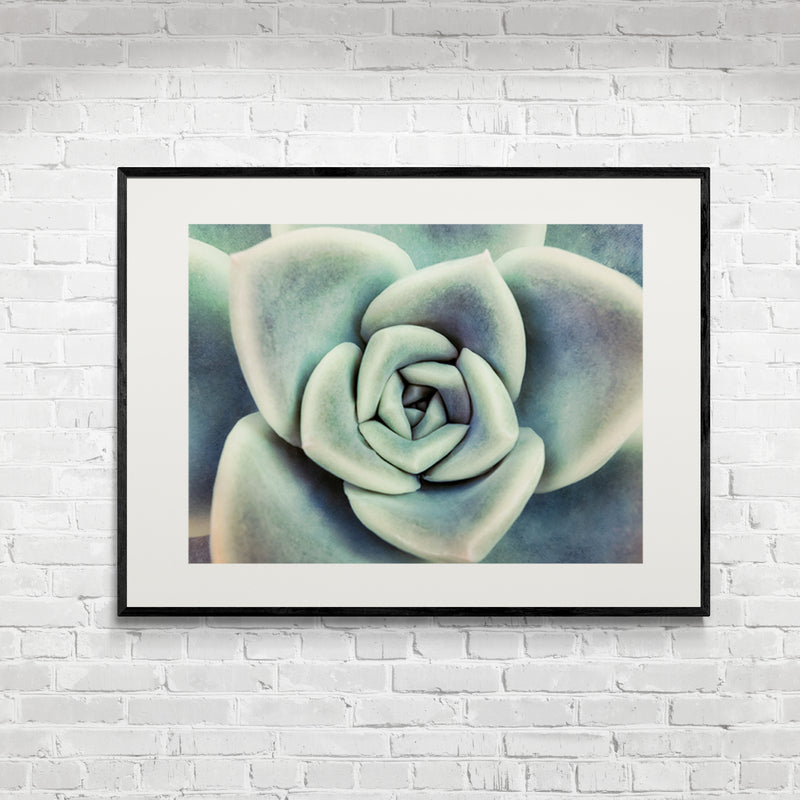 Poster in Lijst Vetplant van Boven