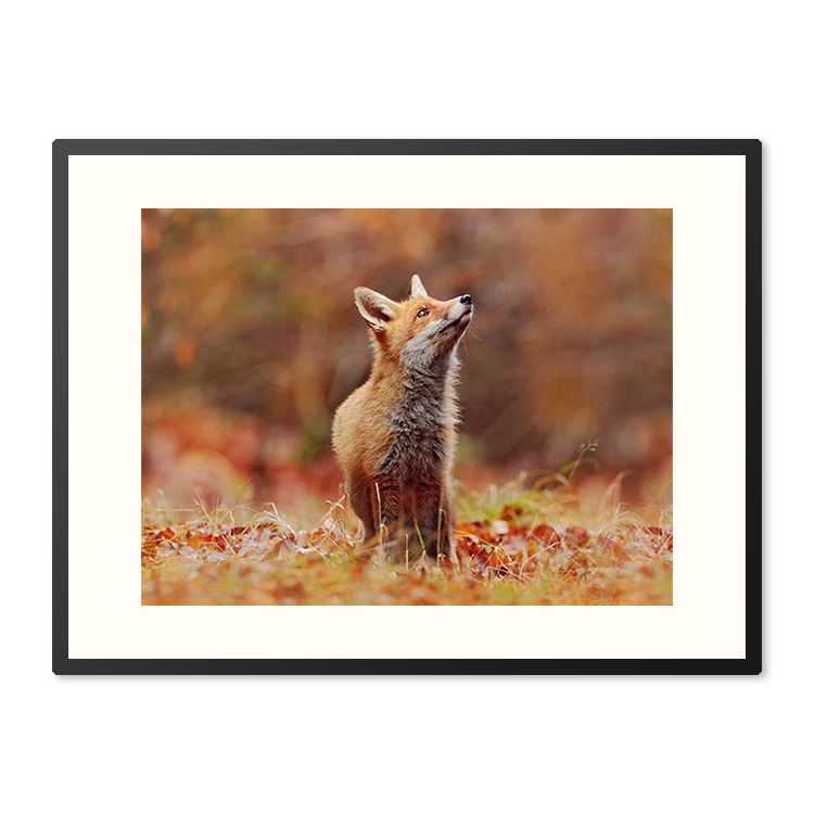 Poster in Lijst Vos in Herfstlandschap