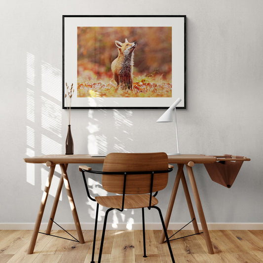 Poster in Lijst Vos in Herfstlandschap
