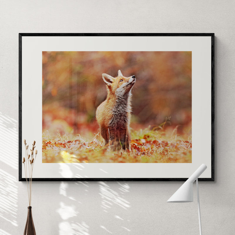 Poster in Lijst Vos in Herfstlandschap