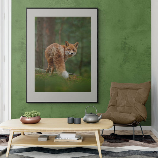 Poster in Lijst Vos in het Groene Bos