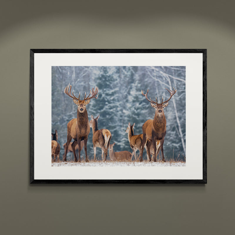 Poster in Lijst Winterlandschap met Edelherten