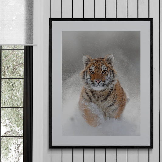 Poster in lijst Winterse Tijger