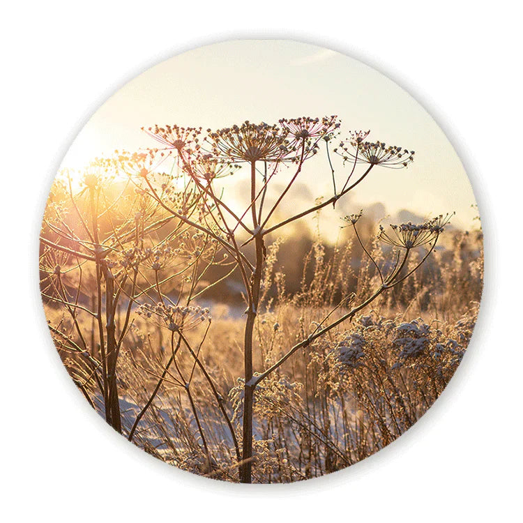 Schilderij Droogplanten in Winterzon