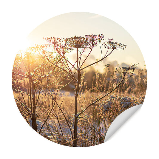 Muursticker - Droogplanten in de Winterzon