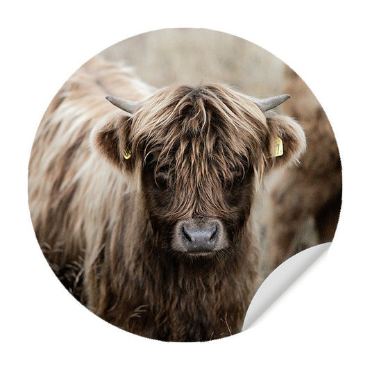 Muursticker - Jonge Schotse Hooglander