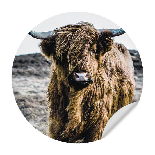 Muursticker - Wild Highland Beauty