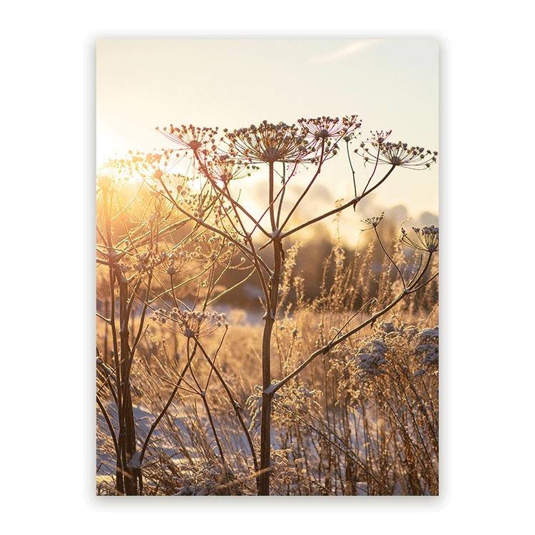 Schilderij Droogplanten in Winterzon