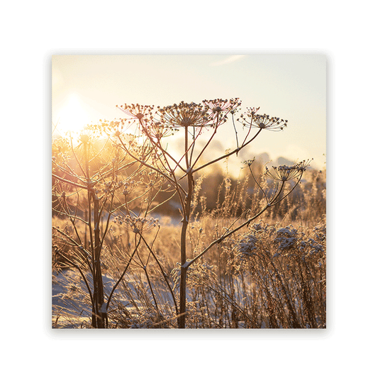 Schilderij Droogplanten in Winterzon