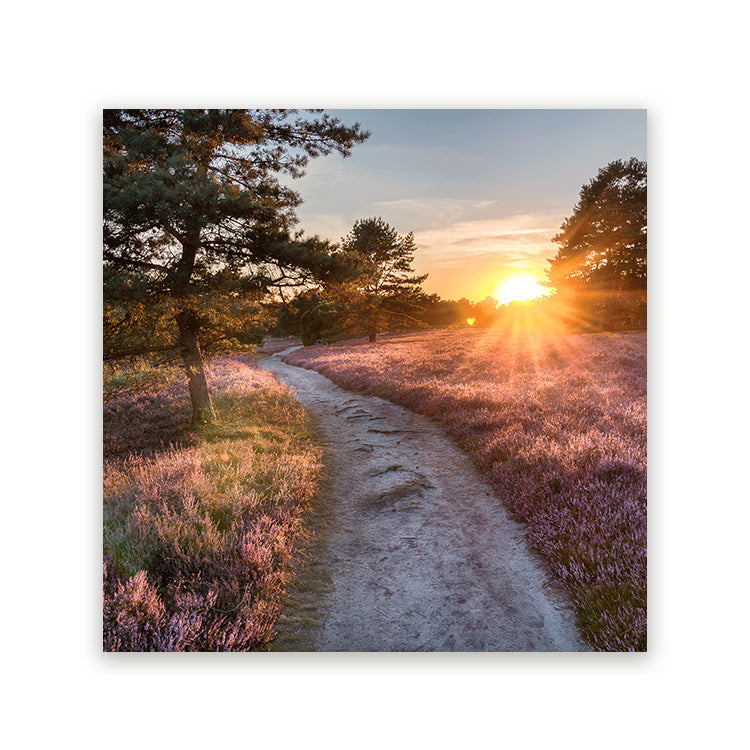 Schilderij Lüneburger Heide
