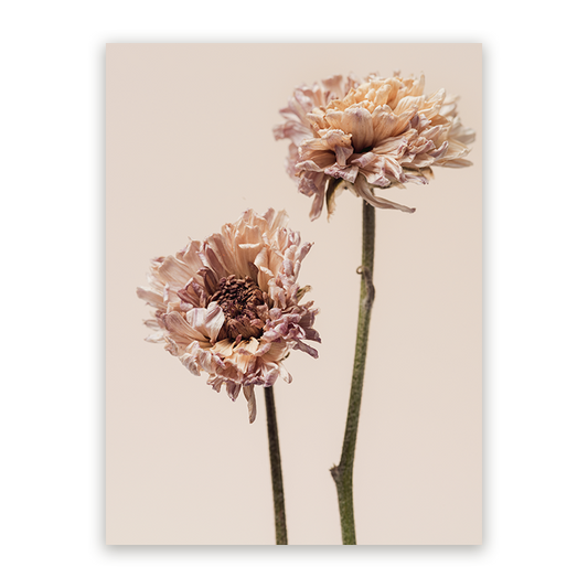 Schilderij Betoverende Chrysanten