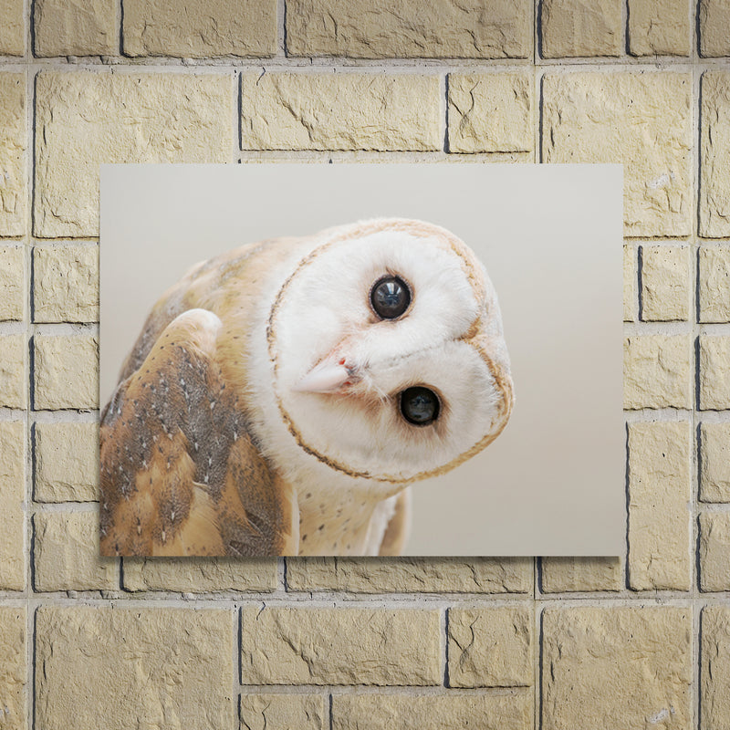 Schilderij Betoverende Schuuruil