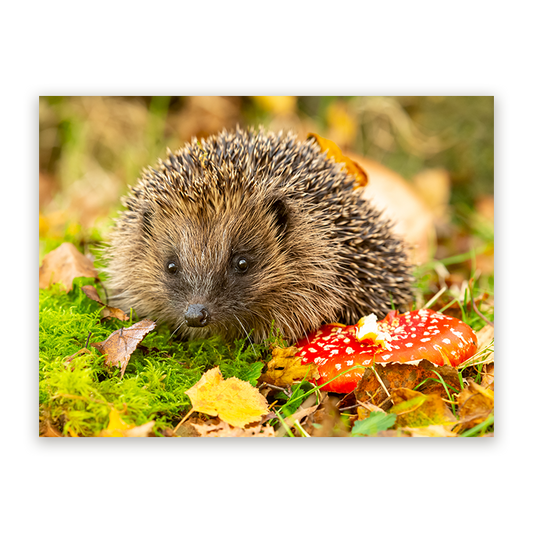 Schilderij Egel in Herfstlandschap