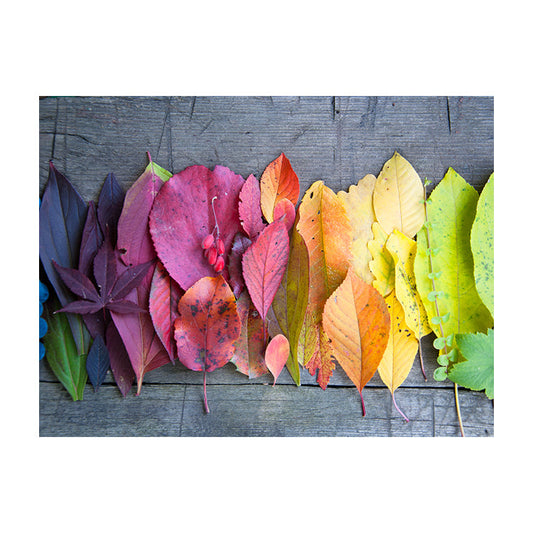 Schilderij Vurige Herfst: Bladeren & Bessen in Regenboogkleuren