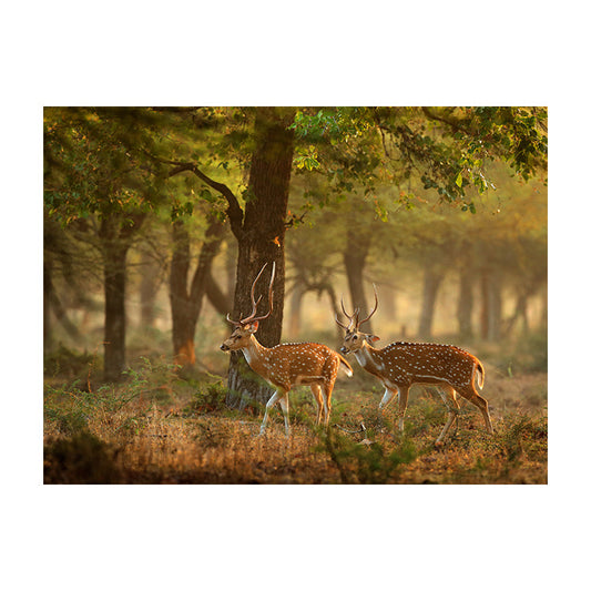 Schilderij Herten in Herfstbos