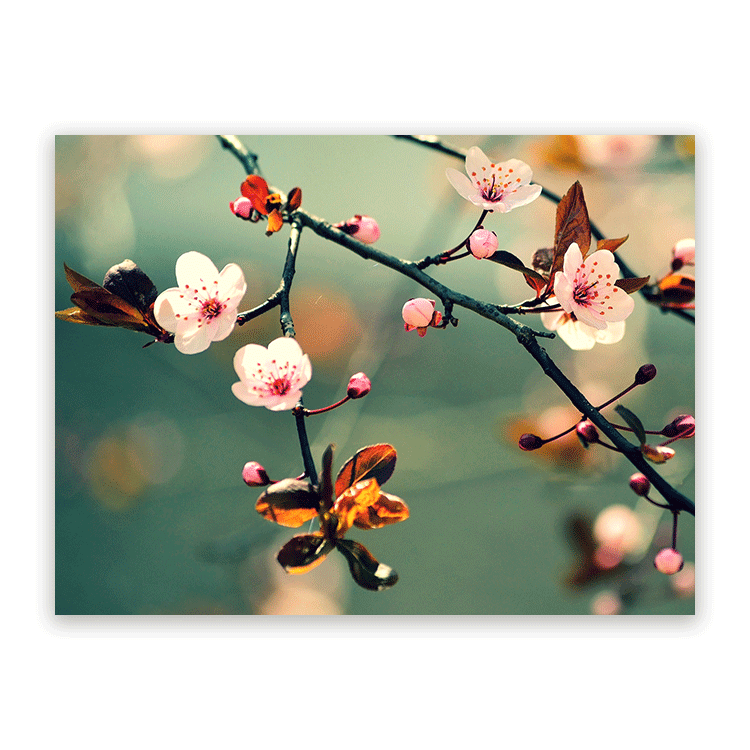 Schilderij Japanse Kersenbloesem