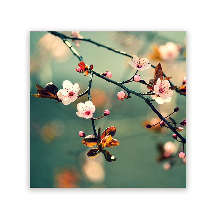 Schilderij Japanse Kersenbloesem