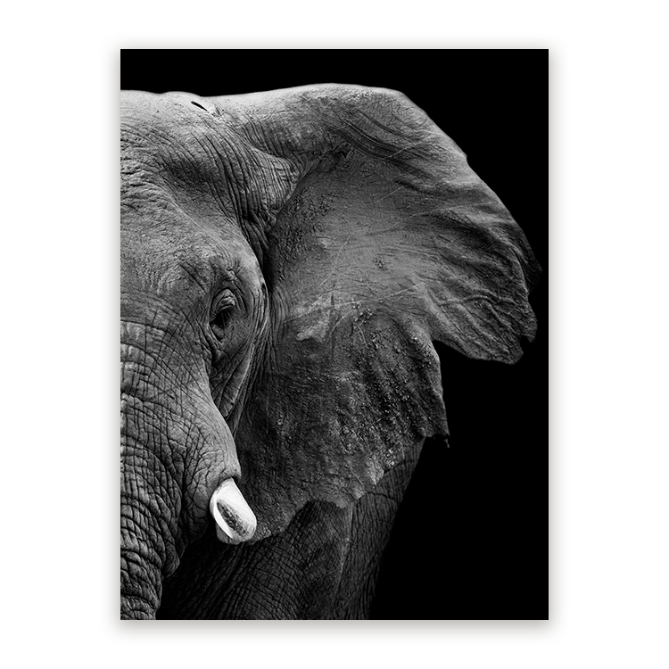 Schilderij Krachtige Olifant