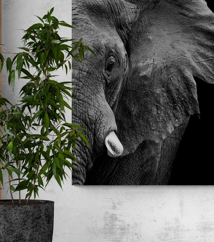 Schilderij Krachtige Olifant