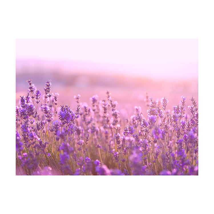 Schilderij Lavendel Bloemen