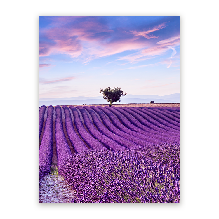 Schilderij Lavendelveld in de Provence
